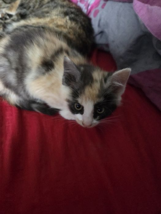 Kotki i kocurki do oddania