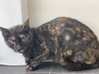 Gata Para Adoção (Duquesa)
