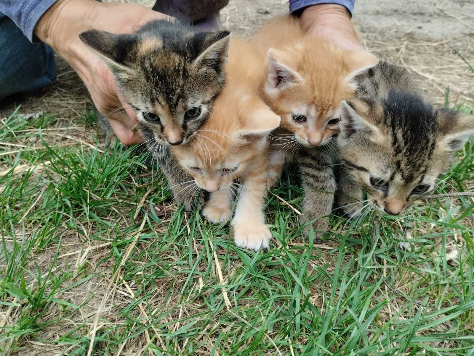 Koty, kotki, oddam