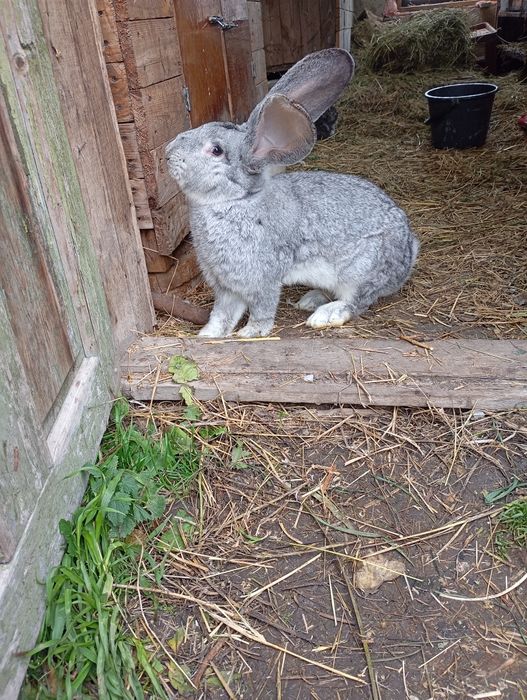 Продам кроликов на племя