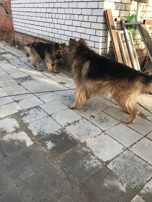 Вязка кабель немецкой овчарки