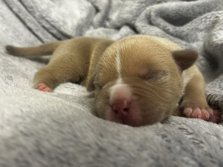 American bully samiec szczeniak ABKC