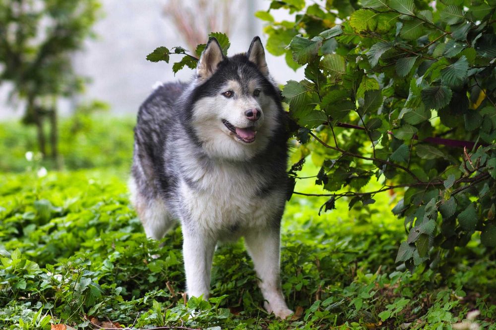 Piękny, dorosły, zrównoważony pies husky do adopcji