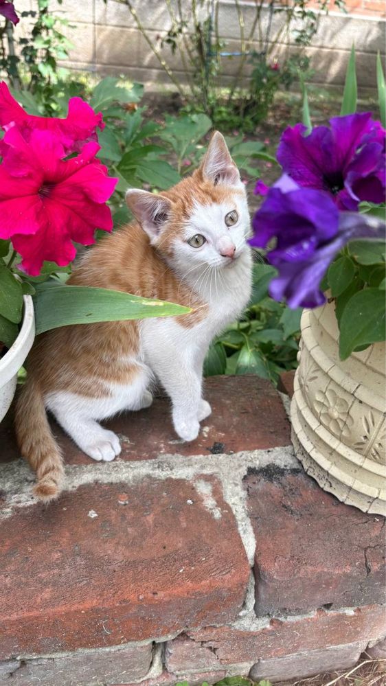 Отдам котиков бесплатно