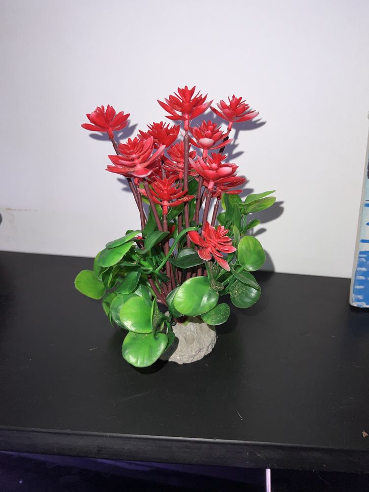 Decoracao aquario plantas