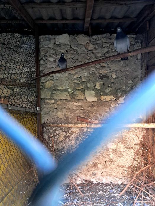 Sprzedam gołebie DV