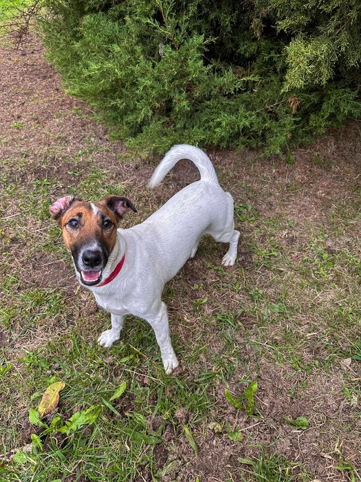 Oddam za darmo- do adopcji- Śliczna Pola szuka do domu