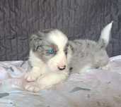Border Collie piesek blue-merle