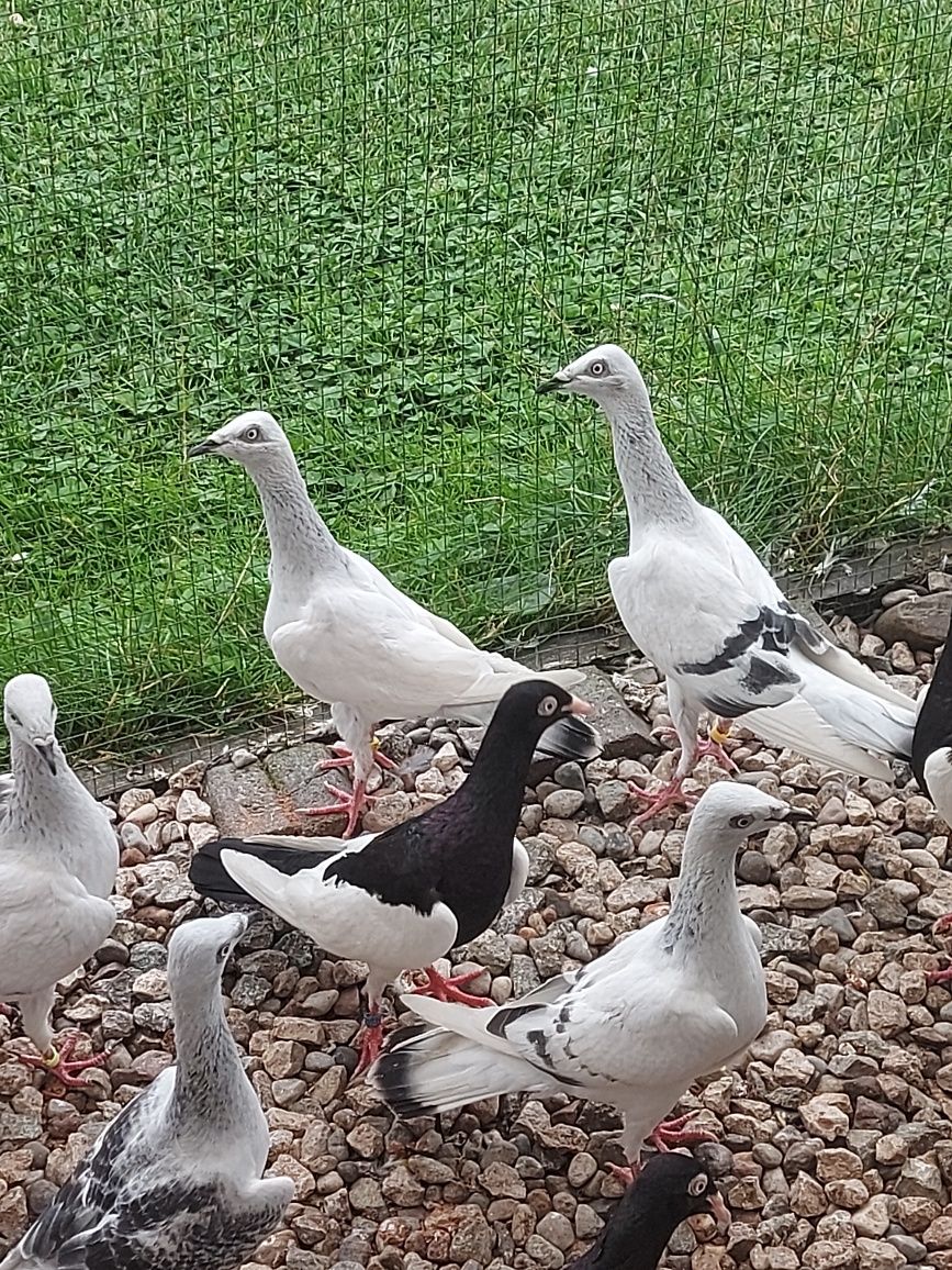 Srebrniaki,Pasiaki,Jarzebiak