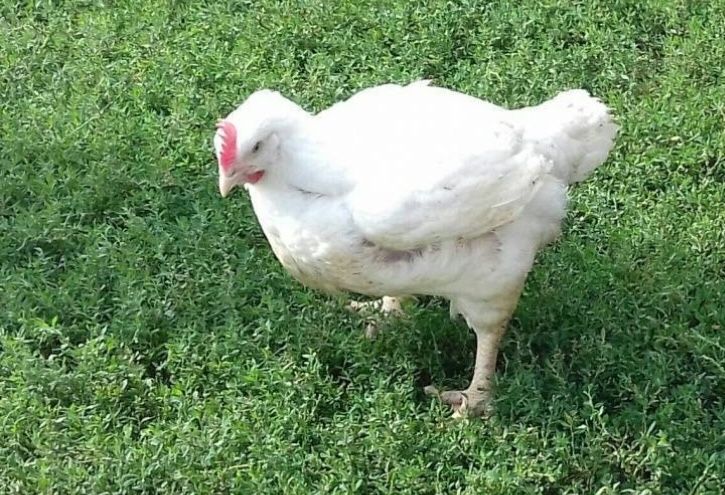 Kurczaki, młode kury, brojlery