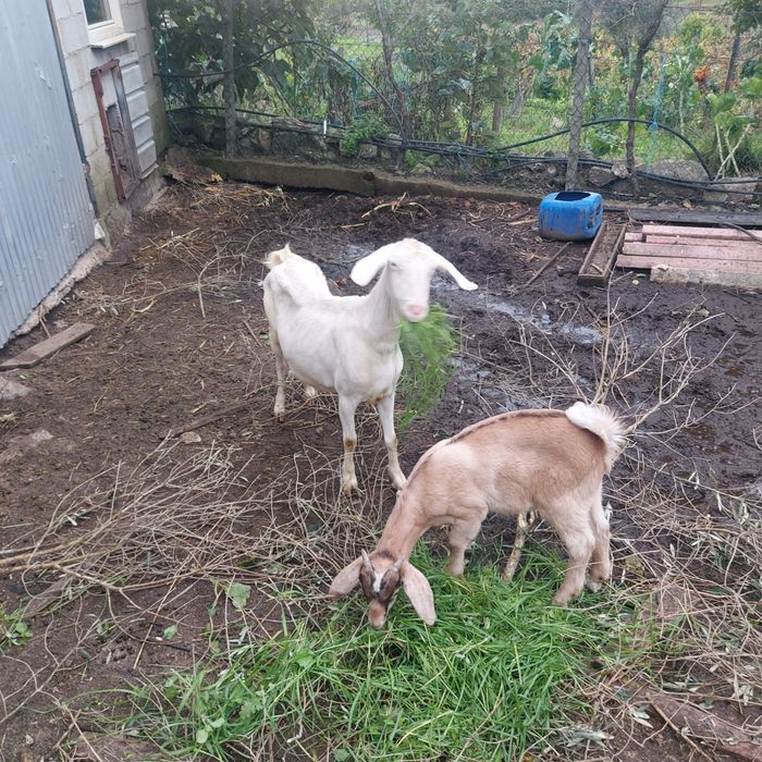 Cabra boa raça com filho