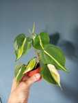 Philodendron cream splash filodendron