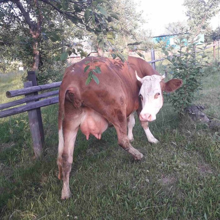 Продаю молоді корови і телички