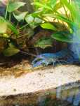Lagostim Azul Eletrico/Eletric Blue Crayfish