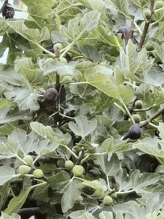 Mudas de figo lampo(preto)