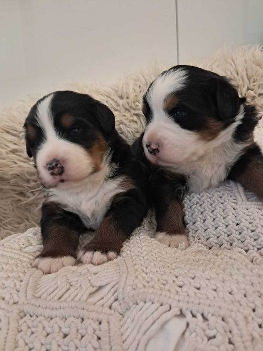 Urocza suczka Berneński Pies Pasterski !