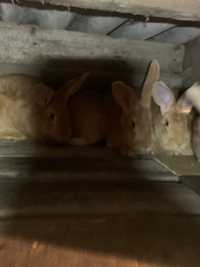 Кролики порода різенголд