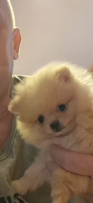 Szpic miniaturowy Pomeranian