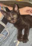 Кошеня шукає родину!