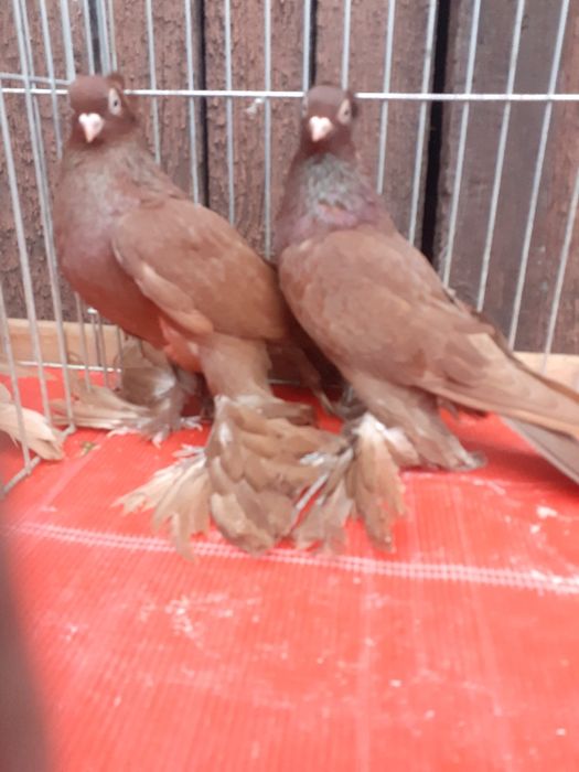 Wywrotki wschodniopruskie gołębie ozdobne