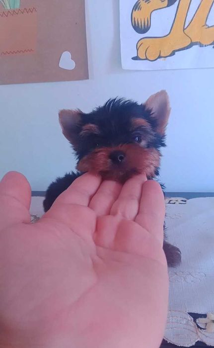 Yorkshire terrier mini