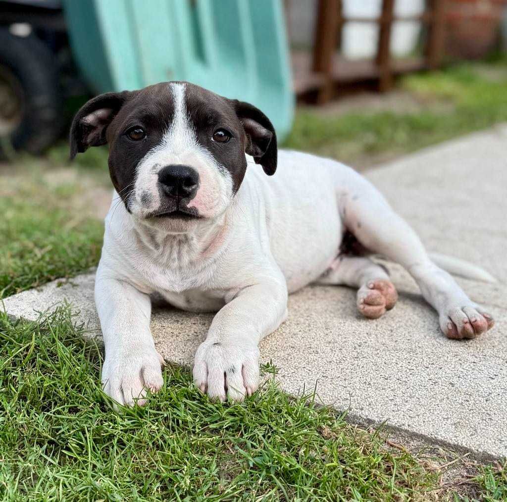 Staffordshire Bull Terrier FCI