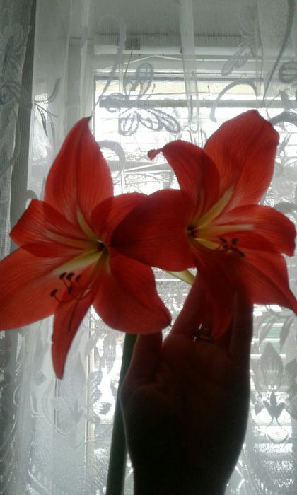 Луковицы гиппеаструма оранжевого