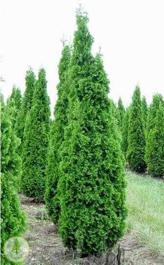 TUJE NA ŻYWOPŁOT 180cm Tuja Spiralis Groots Spire kolumnowa DUŻA