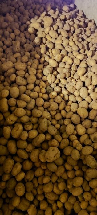 Sprzedam ziemniaki Denar nie sortowane