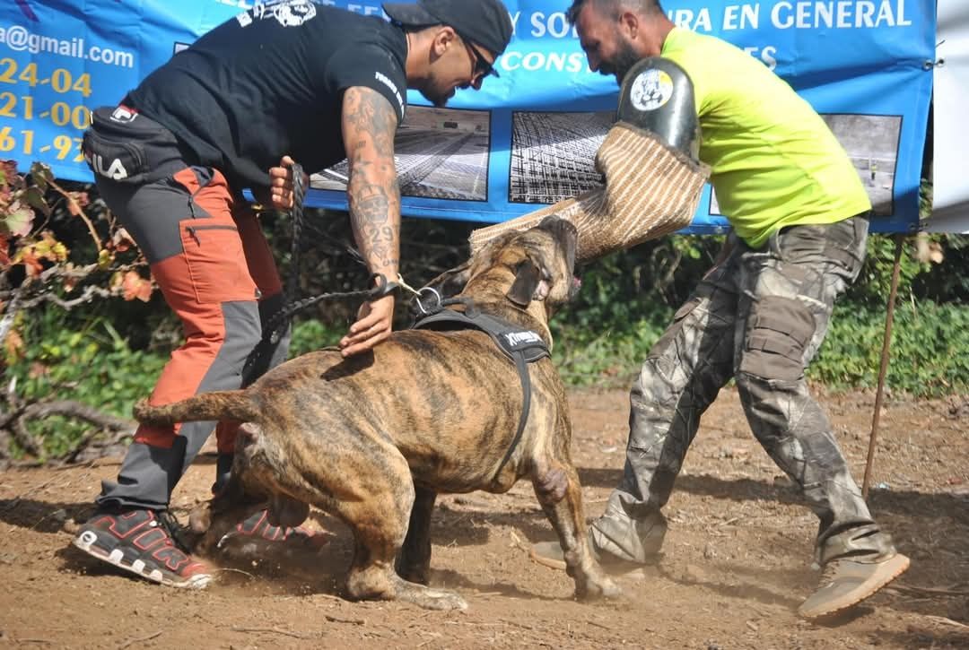 Szczeniak Presa Canario ZKwP/FCI