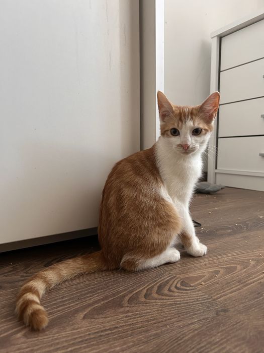 Mlody kociak do adopcji!