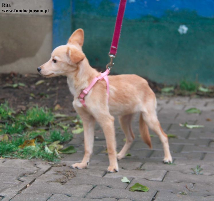 Rita, szczeniaczek szuka domku