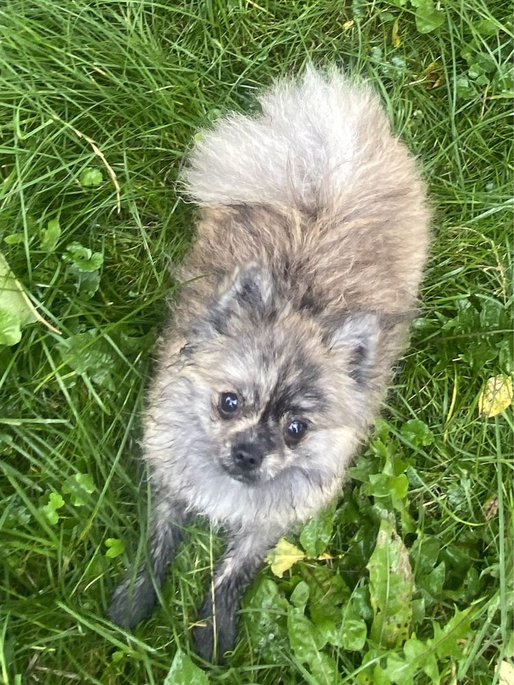 Mini suczka szpic miniaturowy