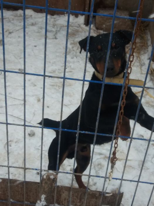 продам цуценята ягтерєра