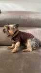 Casaco cão Buffy Pet House