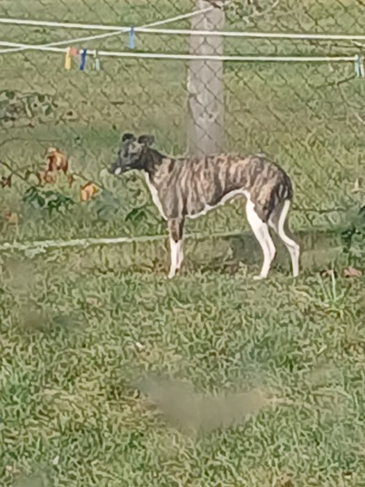 Suczka wchiped Chart