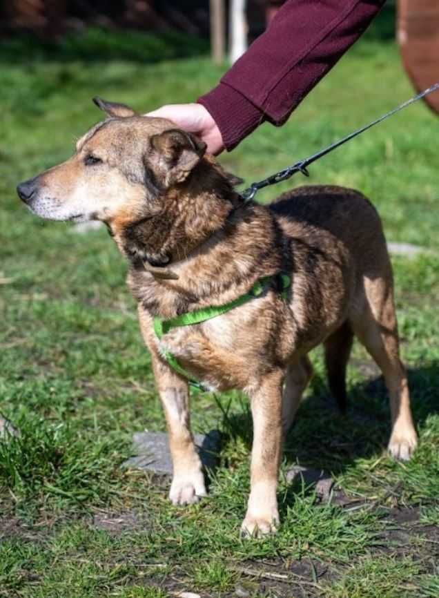 BOBBI - szuka domku tymczasowego lub stałego