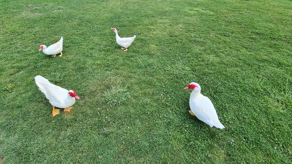 Patos mudos, várias cores e idades