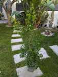 Planta para arbusto / Cercas