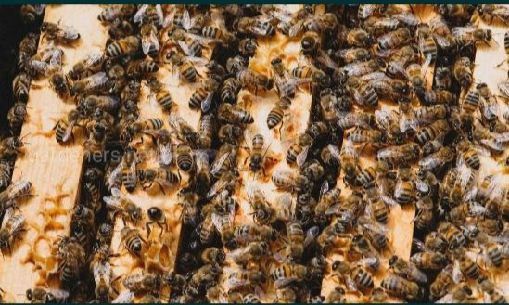 Пчелопакеты 1400