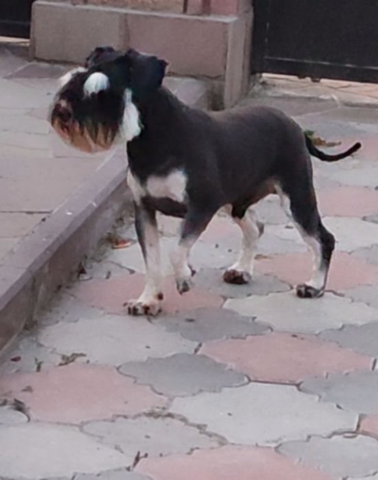 Річний хлопчик породи цвергшнауцер з документами КСУ