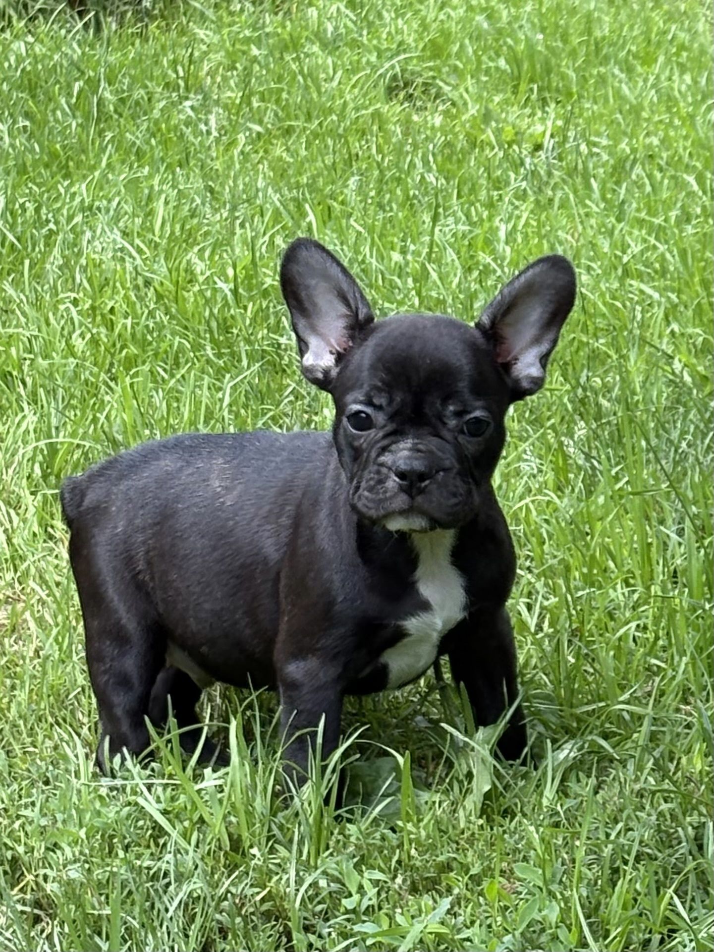 Buldog Francuski chlopczyk czarny