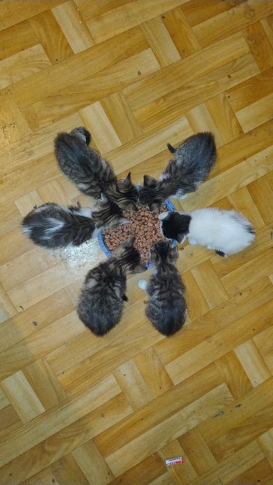 Oddam w dobre ręce kocięta