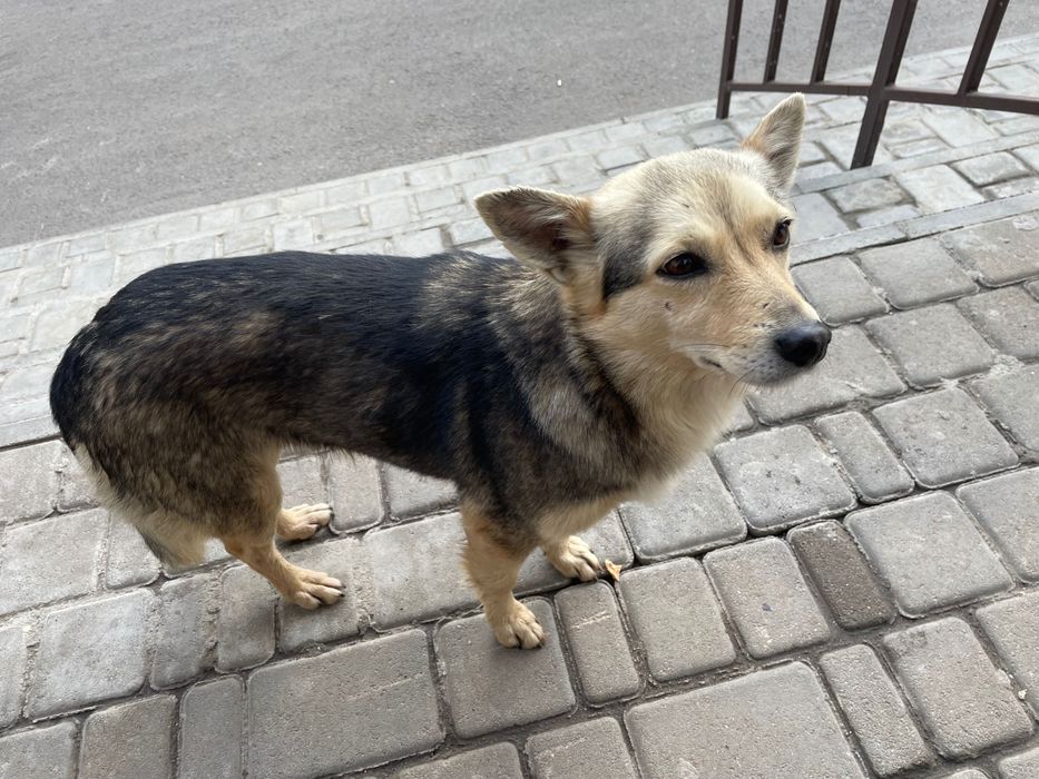 ОТДАЕМ СОБАКУ бесплатно, очень добрая