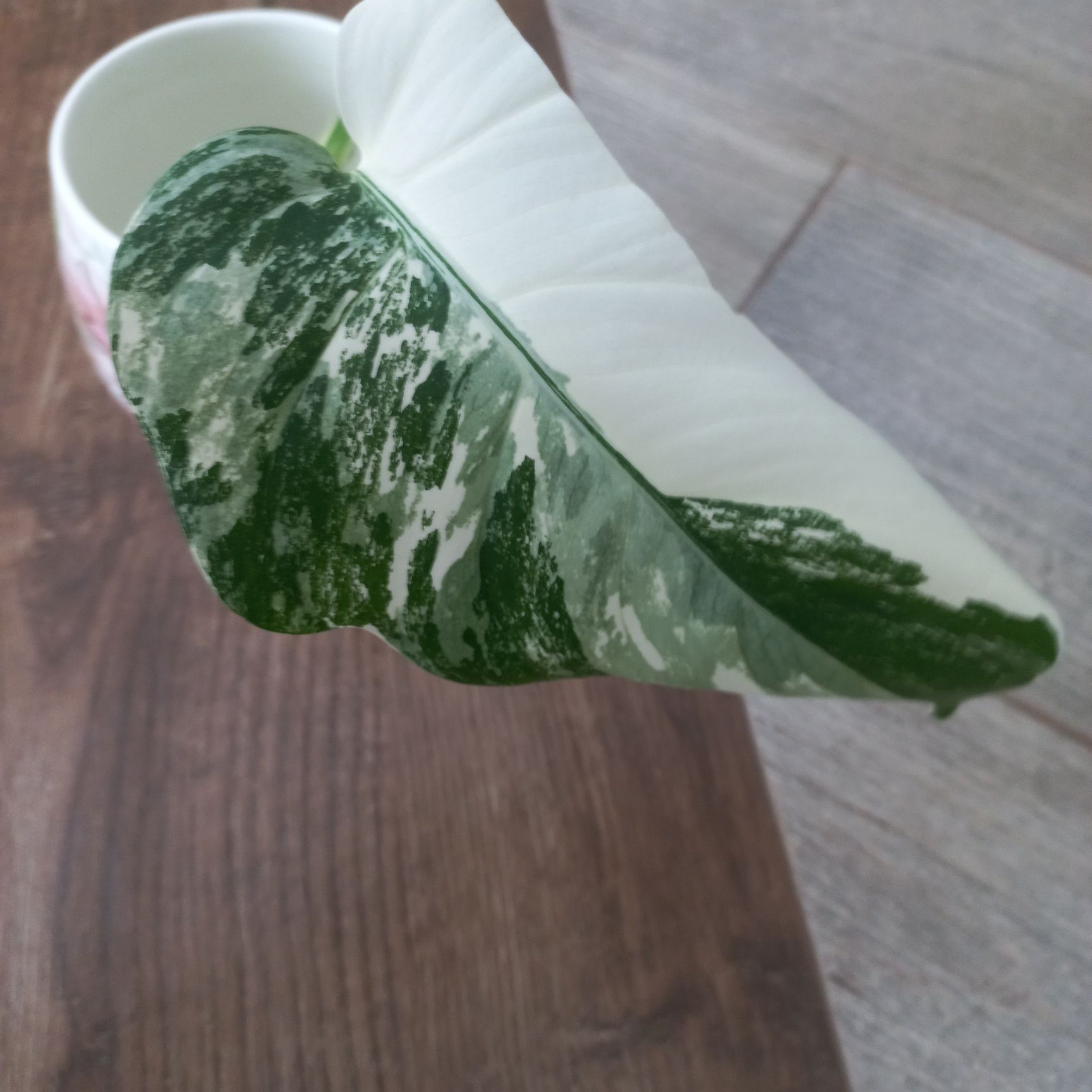Monstera Variegata szczyt piękny half moon