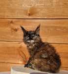 Maine Coon,  rodowód FPL, opcja hodowlana, kotka