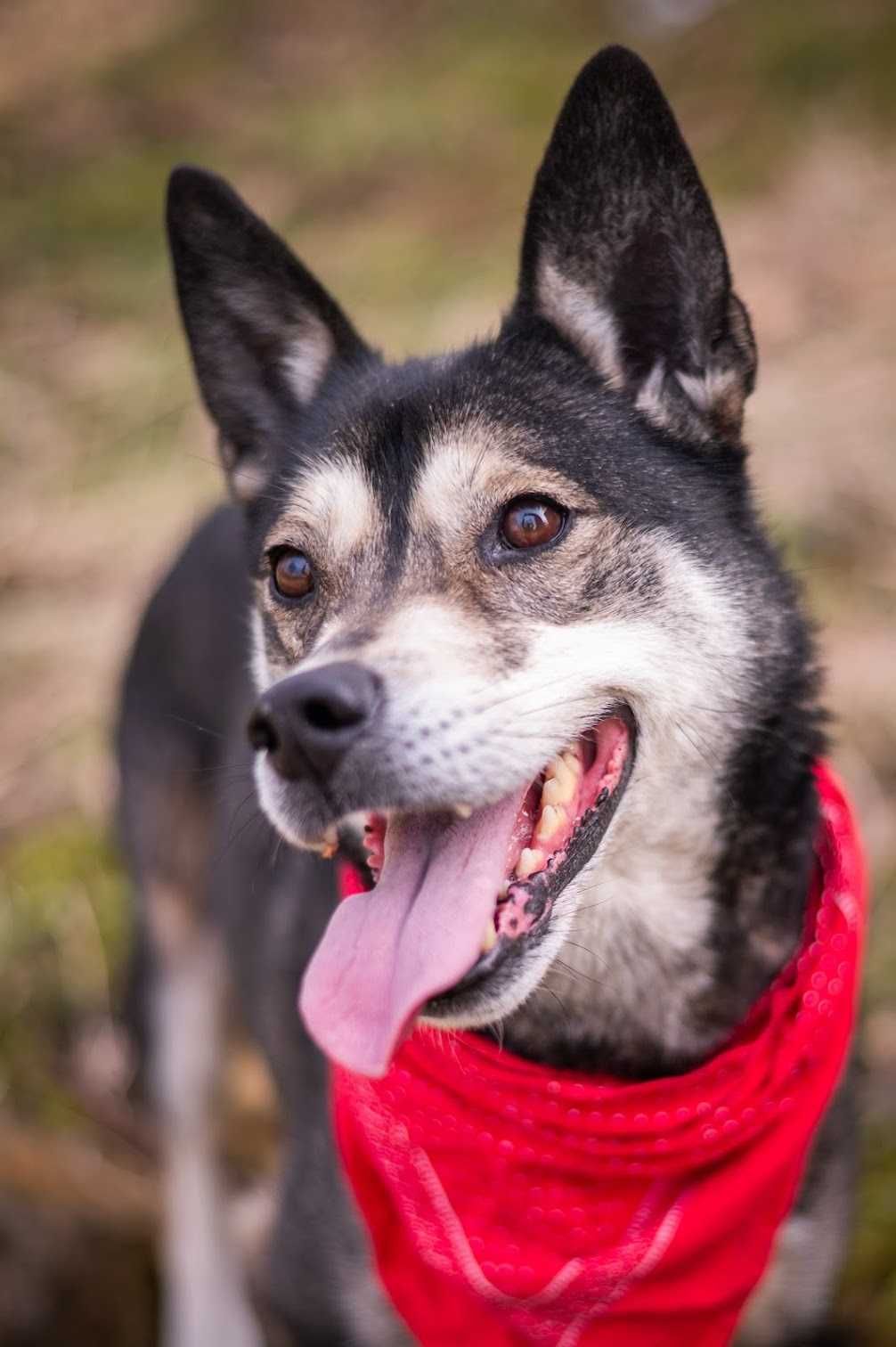 Piękna HELA w typie husky czeka na wymarzony dom!