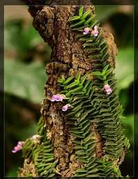 Мікроорхідея Schoenorchis scolopendria