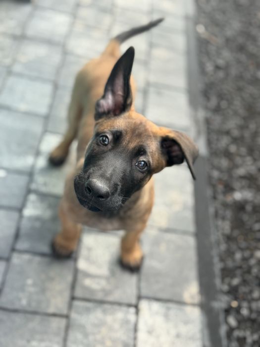Szczeniak Owczarek Belgijski Malinois FCI