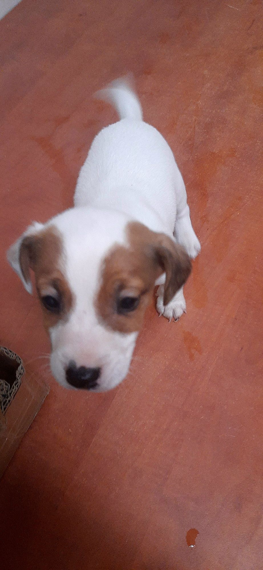 Jack Russell Terrier